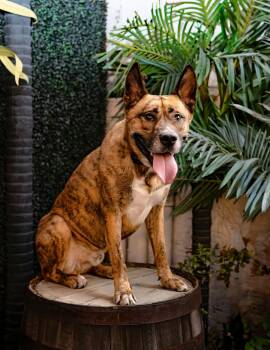 Tiger -  Husky and Pit Bull Terrier Dog for Adoption in Las Vegas, Nevada - Tiger | PetCurious