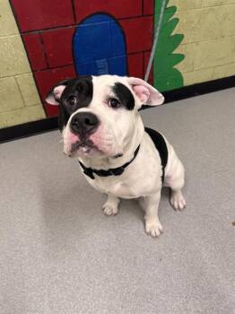 American Bulldog Dogs Available for Adoption - JACKIE | PetCurious