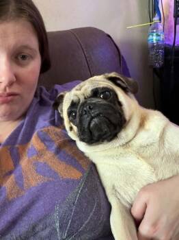 Pug Dogs Available for Adoption in Deltona, Florida - Pugsy | PetCurious
