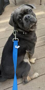 Frank -  Pug Dog Available for Adoption in Summerfield, North Carolina - Frank | PetCurious
