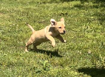Beagle Dogs Available for Adoption in Medfield, Massachusetts - Yvette | PetCurious