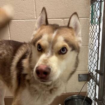 Boing -  Siberian Husky and Mixed Breed Dog for Adoption in Reno, Nevada - Boing | PetCurious