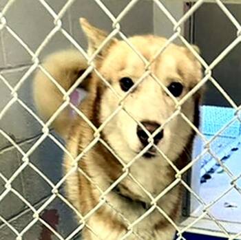 Koda -  Siberian Husky Dog for Adoption in Petersburg, Virginia - Koda | PetCurious