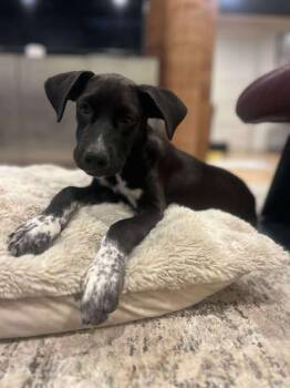 Rescue Pointer Dogs for Adoption in VERNON ROCKVL, Connecticut - Shelby | PetCurious