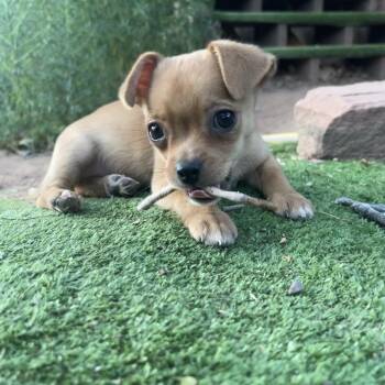 Chihuahua and Mixed Breed Dogs Available for Adoption in Kanab, Utah - Mochi | PetCurious
