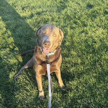 Labrador Retriever Dogs Available for Adoption in Indiana, Pennsylvania - Vans | PetCurious