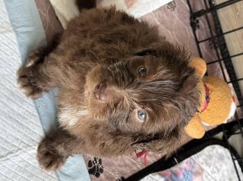 Schnapps -  Standard Poodle and Mixed Breed Dog Available for Adoption in Severance, Colorado - Schnapps | PetCurious