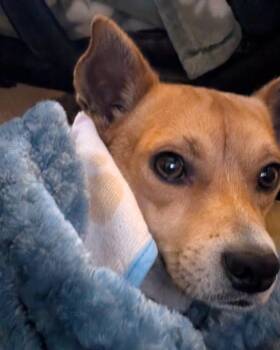 M.B. -  Beagle and Chihuahua Dog for Adoption in Sheridan, Oregon - M.B. | PetCurious