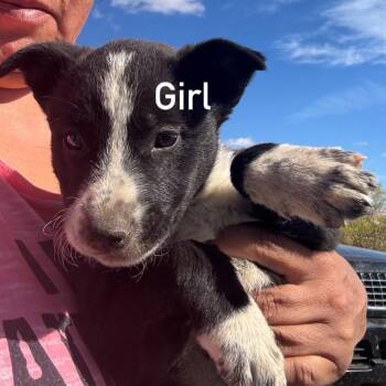 Spatula -  Cattle Dog Dog for Adoption in Tacoma, Washington - Spatula | PetCurious