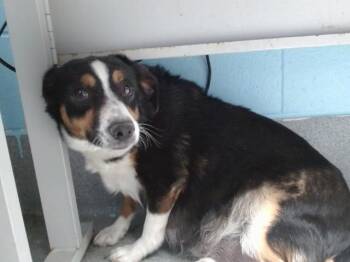 SONNY -  Australian Cattle Dog Blue Heeler and Mixed Breed Dog for Adoption in Albuquerque, New Mexico - SONNY | PetCurious