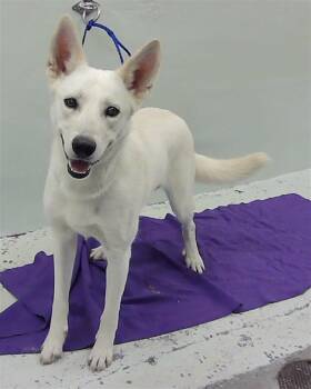 Rescue German Shepherd Dog and Mixed Breed Dogs for Adoption in Houston, Texas - A2038410 | PetCurious