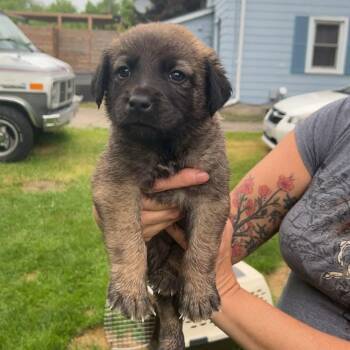 Wan -  Shepherd and Husky Dog for Adoption in Woodstock, Ontario - Wan | PetCurious