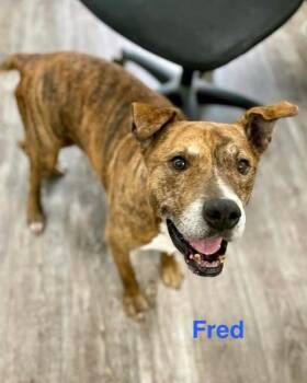 FRED -  Pit Bull Terrier and Plott Hound Dog for Adoption in Madisonville, Louisiana - FRED | PetCurious