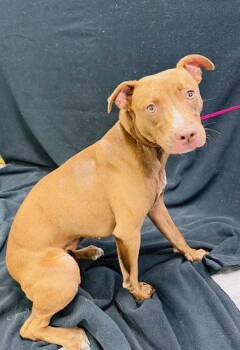 SUSIE -  Labrador Retriever Dog for Adoption in Winter Haven, Florida - SUSIE | PetCurious