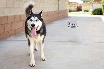 Rescue Siberian Husky Dogs for Adoption in Riverside, California - ZIGGY | PetCurious