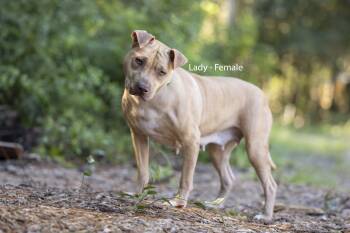 Lady -  American Bully Dog for Adoption in Pawleys Island, South Carolina - Lady | PetCurious