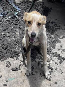 Rescue Australian Cattle Dog Blue Heeler Dogs for Adoption in San Antonio, Texas - DAISY | PetCurious