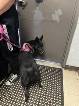 A377037 -  Border Collie and Mixed Breed Dog for Adoption in Stockton, California - A377037 | PetCurious