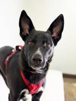 Labrador Retriever and Shepherd Dogs Available for Adoption - Maserati | PetCurious