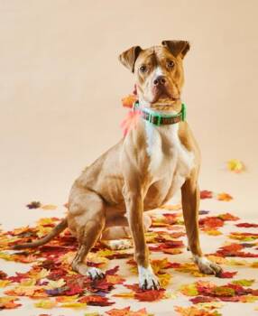 Rescue Pit Bull Terrier Dogs for Adoption in Philadelphia, Pennsylvania - Jasper | PetCurious