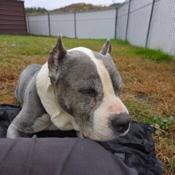 JJ -  Mixed Breed Dog for Adoption in Enfield, New Hampshire - JJ | PetCurious