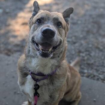 Boris -  Mixed Breed Dog for Adoption in West Olive, Michigan - Boris | PetCurious