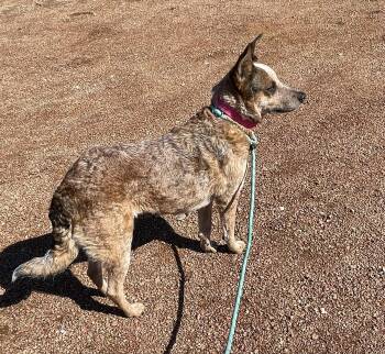 Cattle Dog Dogs Available for Adoption in Sadler, Texas - Sierra  | PetCurious