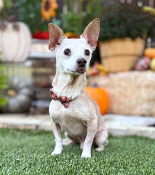 Rescue Chihuahua Dogs for Adoption in Fairfield, Connecticut - Geezer | PetCurious