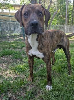 Hound Dogs Available for Adoption in Little Rock, Arkansas - Atlas | PetCurious