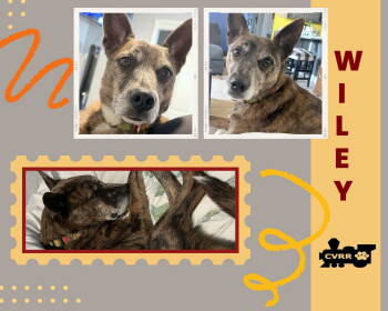 Rescue Basenji Dogs for Adoption in Lindsay, California - Wiley | PetCurious