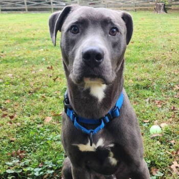 Rescue Pit Bull Terrier and American Staffordshire Terrier Dogs for Adoption in Baltimore, Maryland - Jolly Rancher | PetCurious
