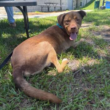 Chencho -  Terrier Dog for Adoption in Clearwater, Florida - Chencho | PetCurious