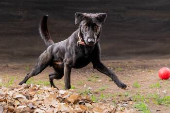 Shadow-CO -  Black Labrador Retriever Dog for Adoption in Magnolia, Texas - Shadow-CO | PetCurious