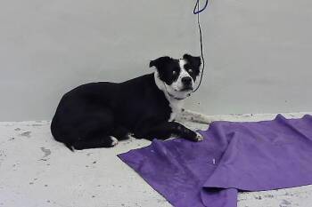 Rescue Border Collie and Mixed Breed Dogs for Adoption in Houston, Texas - CASH | PetCurious