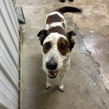 Polly -  Mixed Breed Dog for Adoption in Corbin, Kentucky - Polly | PetCurious
