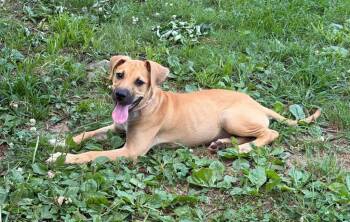 Ariel -  Labrador Retriever and Mastiff Dog for Adoption in Valley Park, Oklahoma - Ariel | PetCurious