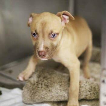 Pepe -  Mixed Breed Dog for Adoption in Atlanta, Georgia - Pepe | PetCurious