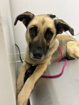 Rita -  Shepherd Dog for Adoption in Hartsville, South Carolina - Rita | PetCurious