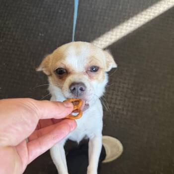 Margot -  Chihuahua Dog for Adoption in Mineral Point, Wisconsin - Margot | PetCurious