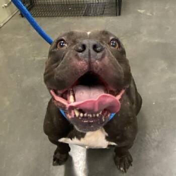 Mixed Breed Dogs Available for Adoption in Dickinson, Texas - Nessie | PetCurious