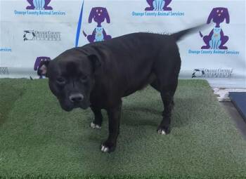 BENNY -  Staffordshire Bull Terrier and Mixed Breed Dog for Adoption in Orlando, Florida - BENNY | PetCurious