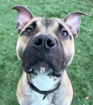 Rescue Pit Bull Terrier Dogs for Adoption in Norwalk, Connecticut - Ricardo | PetCurious