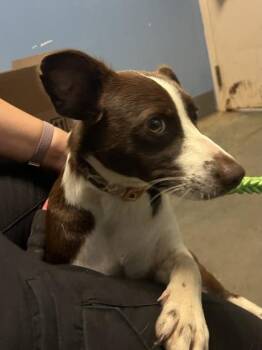 Loki $50 Fostered -  Terrier and Mixed Breed Dog for Adoption in Seneca, South Carolina - Loki $50 Fostered | PetCurious