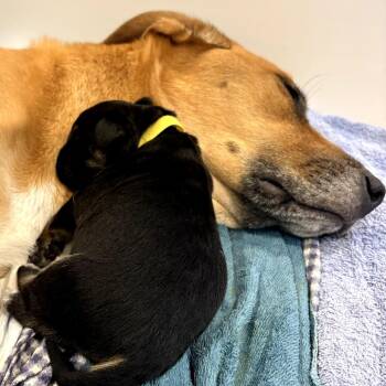 Cammie -  Hound and Mixed Breed Dog for Adoption in Fairfax Station, Virginia - Cammie | PetCurious