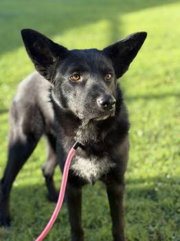 Delilah -  Black Labrador Retriever and Shepherd Dog for Adoption in Frazier Park, California - Delilah | PetCurious