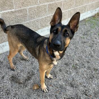 Stella -  German Shepherd Dog Dog for Adoption in Lindon, Utah - Stella | PetCurious