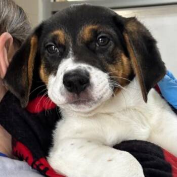 Mixed Breed Dogs Available for Adoption - Master Cuddle | PetCurious