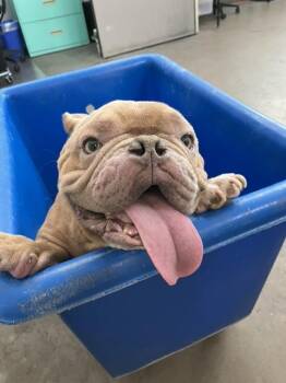 Mixed Breed Dogs Available for Adoption in Dallas, Texas - BAGEL | PetCurious