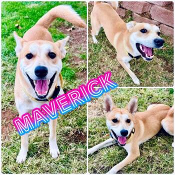 Rescue Shiba Inu Dogs for Adoption in St. George, Utah - Maverik | PetCurious