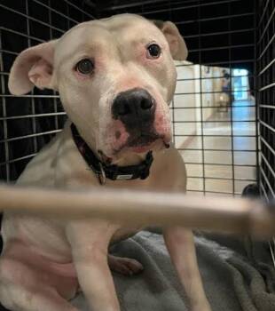 Daisy -  Pit Bull Terrier Dog for Adoption in Austin, Texas - Daisy | PetCurious